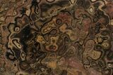 Polished Stromatolite (Greysonia) Section - Bolivia #197395-2